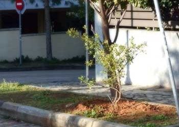 Συνεχίζονται οι φυτεύσεις καλλωπιστικών φυτών, θάμνων και δέντρων στον Δήμο