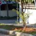 Συνεχίζονται οι φυτεύσεις καλλωπιστικών φυτών, θάμνων και δέντρων στον Δήμο
