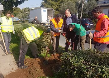 Φύτευση δέντρων και θάμνων στη Νησίδα της οδού Ελαιών