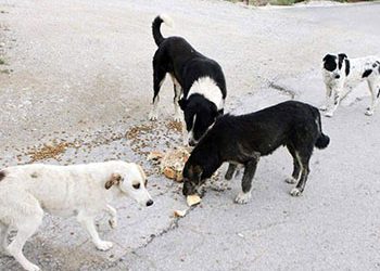 Κατεπείγουσα έρευνα για την εξόντωση ζώων με φόλες στον Υμηττό