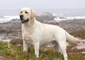 Αυτές είναι οι πιο αγαπημένες ράτσες σκύλων