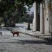 Παγκόσμια Ημέρα Αδέσποτων Ζώων