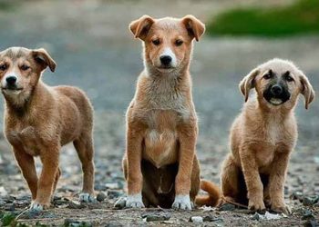 Ημέρα υιοθεσίας από τη Φιλοζωική SOS Αδέσποτα Βριλησσίων τη Κυριακή 29/04