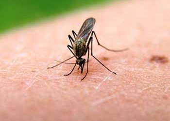 Οδηγίες προστασίας από τα κουνούπια