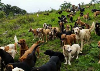 Δείτε το αγρόκτημα με τα 1200 αδέσποτα σκυλιά