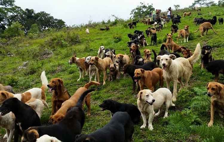 Δείτε το αγρόκτημα με τα 1200 αδέσποτα σκυλιά
