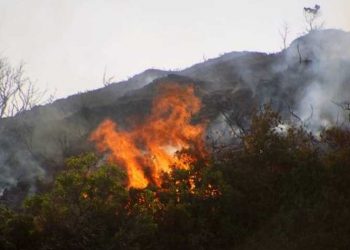 Ενημέρωση των μελισσοκόμων για τον περιορισμό του κινδύνου εκδήλωσης πυρκαγιάς