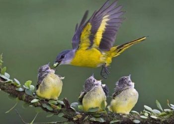 Η Γιορτή της Μητέρας στο Μουσείο Γουλανδρή Φυσικής Ιστορίας