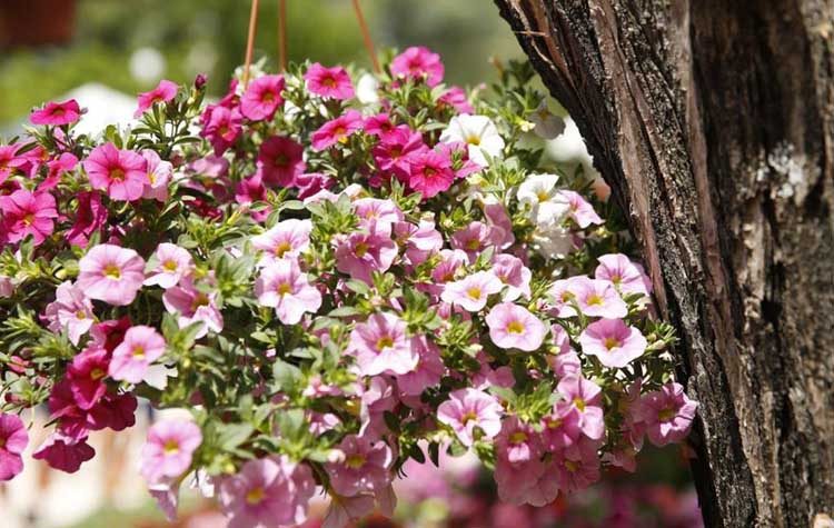 Η Ημέρα της Μητέρας γιορτάζεται στην Ανθοκομική Έκθεση