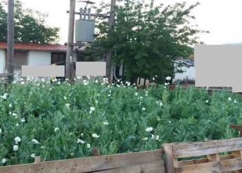 Χειροπέδες σε 4 άτομα που καλλιεργούσαν 3.700 παπαρούνες για παραγωγή ναρκωτικών