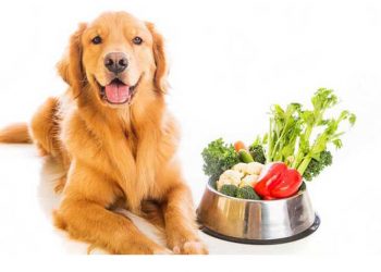Φρούτα και λαχανικά για τον σκύλο σας