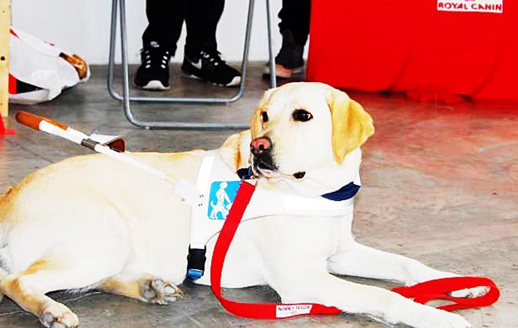 Η Μπαγκέτ, οι άνθρωποι που δεν βλέπουν & η δύναμη του δικτύου