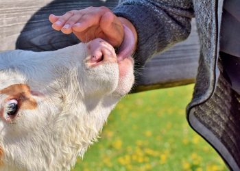 Η διαβίωση κοντά σε ζώα μειώνει την εμφάνιση αλλεργιών και ψυχικών διαταραχών