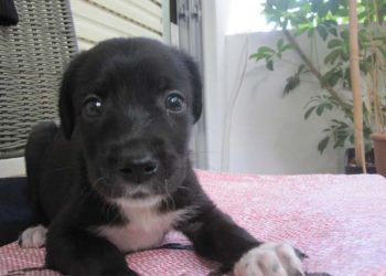 Έμεινε μόνος του ο Χάρης