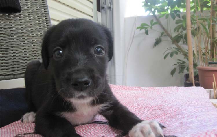 Έμεινε μόνος του ο Χάρης