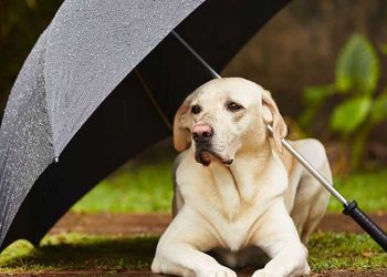 Γιατί φοβούνται οι σκύλοι τους κεραυνούς;