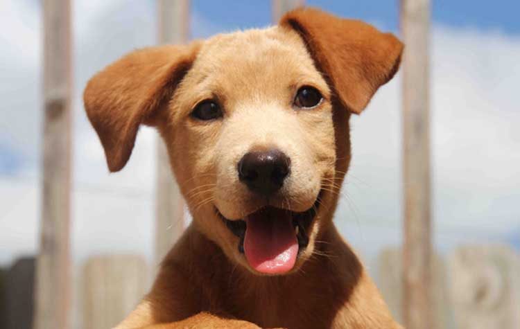 Τι προετοιμασίες πρέπει να κάνω για το νέο μου κουτάβι;