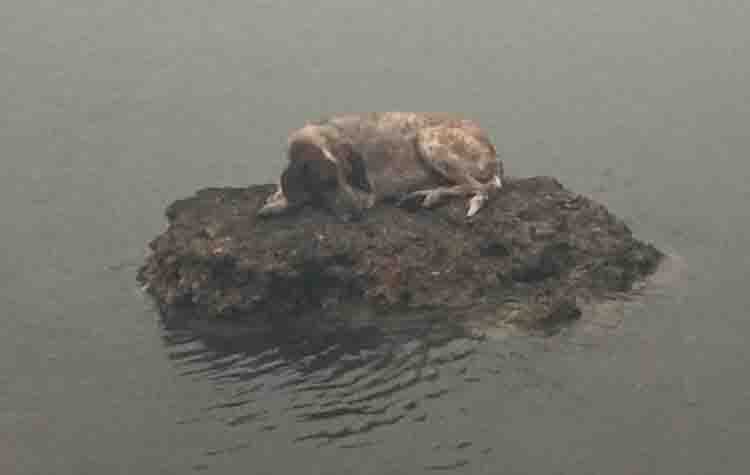 Η σκυλίτσα που έγινε σύμβολο επιβίωσης, ζει!