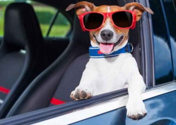 Συμβουλές για ασφαλή μετακίνηση σκύλου με το αυτοκίνητο