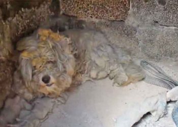 Ο σκύλος που βρέθηκε ζωντανός στο φούρνο καμένου σπιτιού στο Μάτι