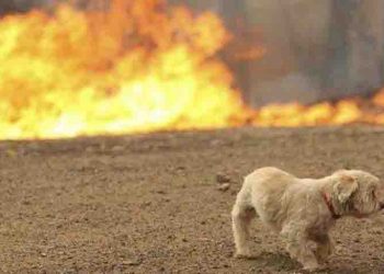 Σημεία περίθαλψης για τα ζώα - θύματα των πυρκαγιών