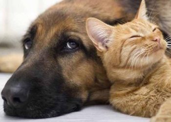 «Καμπανάκι» του δήμου Αγίας Παρασκευής για τις υποχρεώσεις των συνοδών ζώων συντροφιάς