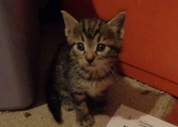 Πάρτε ένα κουκλί στον κήπο σας!