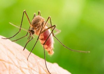 Άλλοι δύο νεκροί από τον Ιό του Δυτικού Νείλου