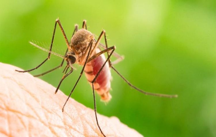 Άλλοι δύο νεκροί από τον Ιό του Δυτικού Νείλου