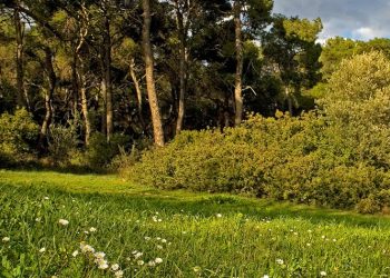 «Να αναλάβει επιτέλους τις ευθύνες της η Περιφέρεια για το δάσος Συγγρού»