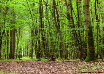 «Ας προστατέψουμε όλοι μαζί τα δάση της πόλης μας»