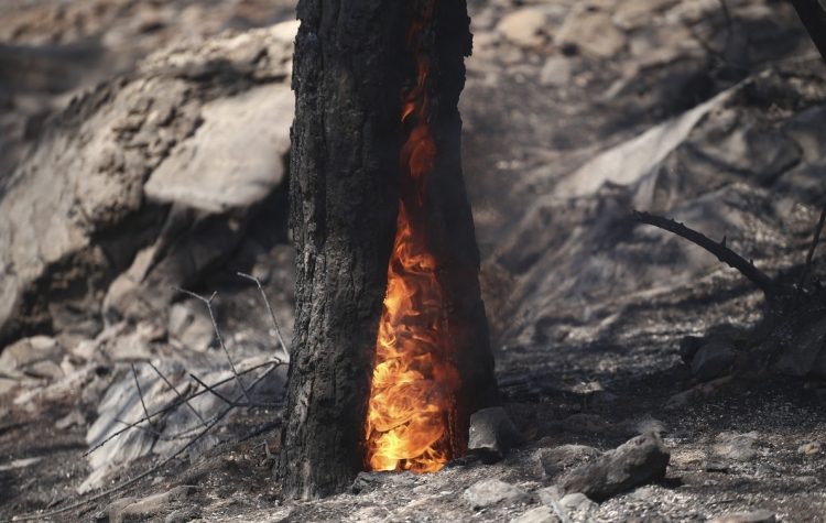 Φωτιά σε οικόπεδο – Ιδιοκτήτης έριξε πετρέλαιο σε πεύκο