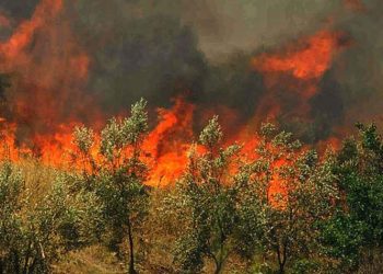 Φωτιά σε δασική έκταση στην περιοχή Ροβιές Ευβοίας