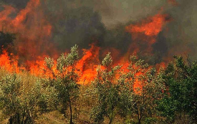 Φωτιά σε δασική έκταση στην περιοχή Ροβιές Ευβοίας