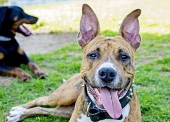 Ιδρώνουν οι σκύλοι;