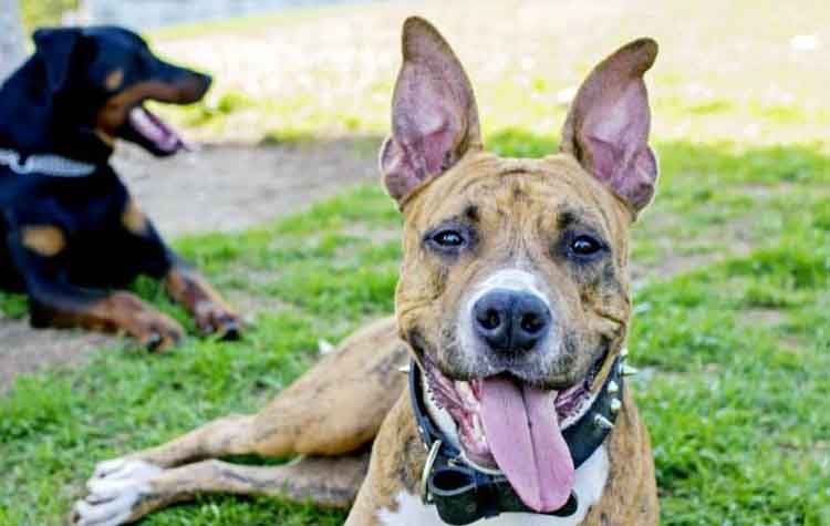 Ιδρώνουν οι σκύλοι;