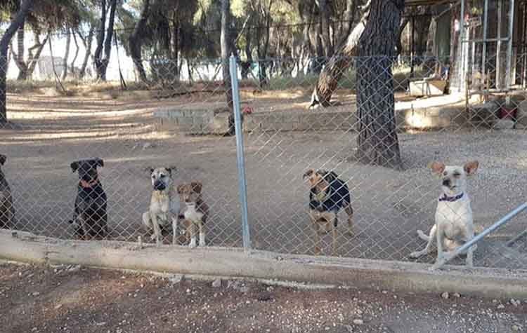 Ημέρα υιοθεσίας αδέσποτων στην Κηφισιά