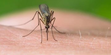 Κρούσμα του ιού του Δυτικού Νείλου στα Βριλήσσια