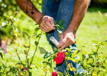 Βιολογική καταπολέμηση ασθενειών των φυτών στα πάρκα του Δήμου