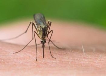 Αποκατάσταση της αλήθειας για την έξαρση των κουνουπιών