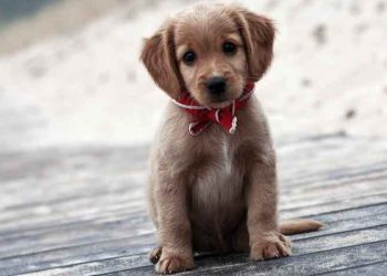 Ποια εποχή είναι κατάλληλη για να πάρω κουτάβι;