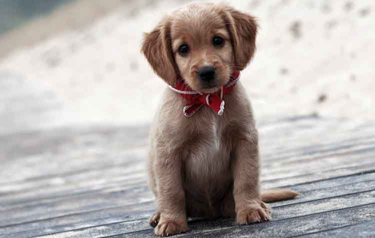 Ποια εποχή είναι κατάλληλη για να πάρω κουτάβι;