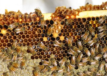 Οδηγίες προς τους μελισσοκόμους για την αντιπυρική περίοδο