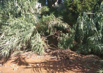 «Παραλείψεις της Περιφέρειας στον καθαρισμό του ρέματος»