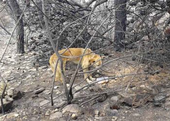Τον ψάχνει κάνεις;