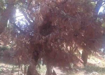 «Τι συνέβη κ. Μαυρίδη και ξεράθηκαν τα 15 πεύκα κοντά στο Ηλιακό Χωριό;»