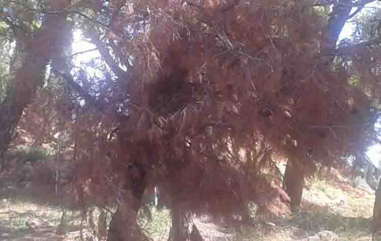 «Τι συνέβη κ. Μαυρίδη και ξεράθηκαν τα 15 πεύκα κοντά στο Ηλιακό Χωριό;»