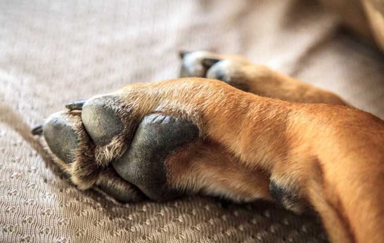 Η φροντίδα του ηλικιωμένου σκύλου