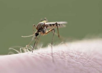 Στους 22 ανήλθαν οι νεκροί από τον ιό του Δυτικού Νείλου