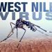 Ανήσυχος ο ΙΣΑ για την έξαρση των κρουσμάτων ιού του Δυτικού Νείλου